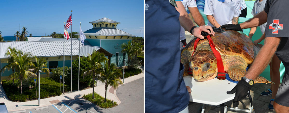 Juno Beach Pier & Loggerhead Marinelife Center